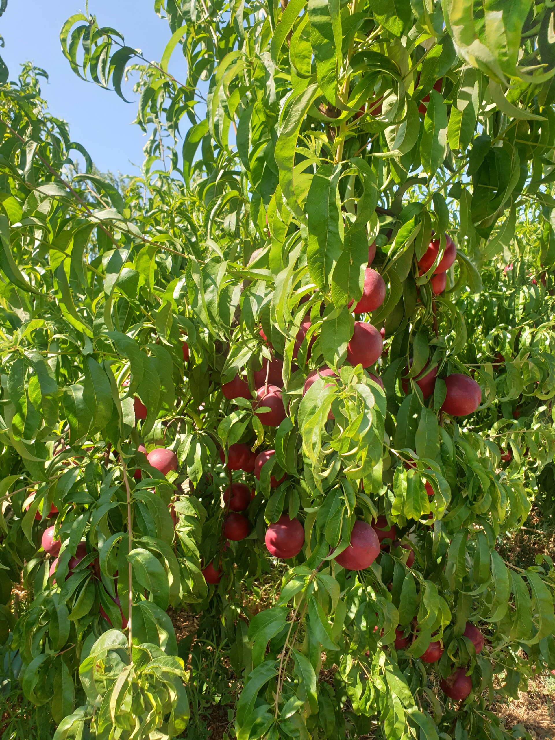 STAR FRUITS – Clap de début pour la saison noyaux